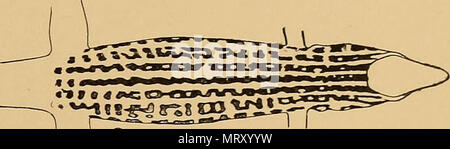 " Transaktionen der amerikanischen philosophischen Gesellschaft" (1771) Stockfoto