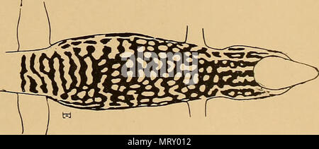 " Transaktionen der amerikanischen philosophischen Gesellschaft" (1771) Stockfoto
