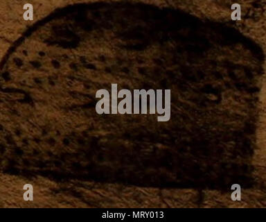 " Transaktionen der amerikanischen philosophischen Gesellschaft" (1771) Stockfoto