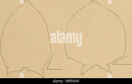 " Transaktionen der amerikanischen philosophischen Gesellschaft" (1771) Stockfoto