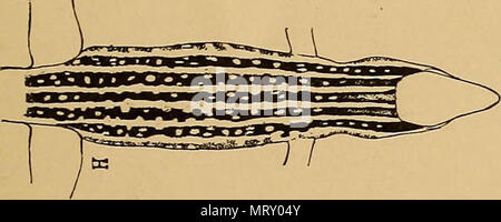 " Transaktionen der amerikanischen philosophischen Gesellschaft" (1771) Stockfoto