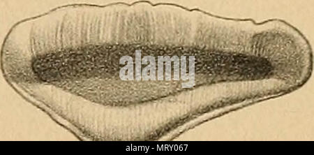 " Transaktionen der amerikanischen philosophischen Gesellschaft" (1771) Stockfoto