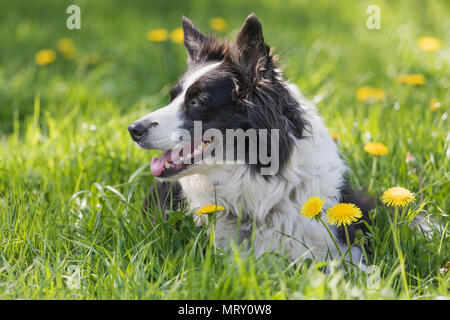 Seitenansicht Portrait von süße Border Collie liegend an der blühenden Löwenzahn Wiese. Stockfoto