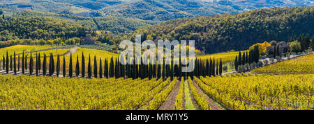 Die albola schloss Weinberge, Radda in Chianti, Siena, Toskana, Italien. Stockfoto