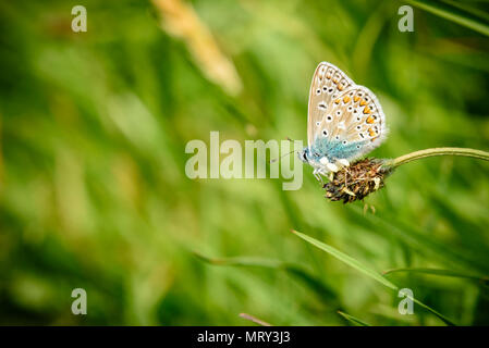 Silver-Studded blauer Schmetterling in Cornwall, Großbritannien Stockfoto