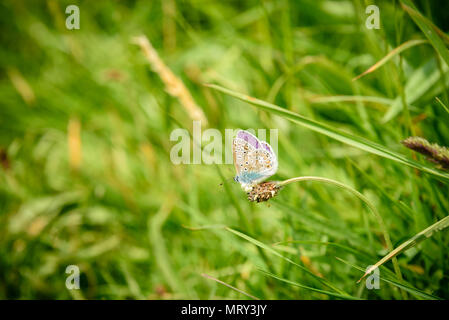 Silver-Studded blauer Schmetterling in Cornwall, Großbritannien Stockfoto