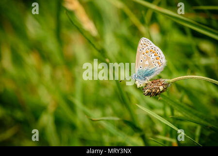 Silver-Studded blauer Schmetterling in Cornwall, Großbritannien Stockfoto