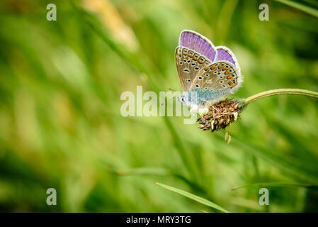 Silver-Studded blauer Schmetterling in Cornwall, Großbritannien Stockfoto