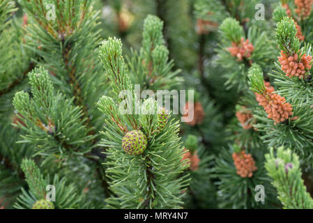 Mountain Pine cones und Blumen auf Zweig Makro Stockfoto
