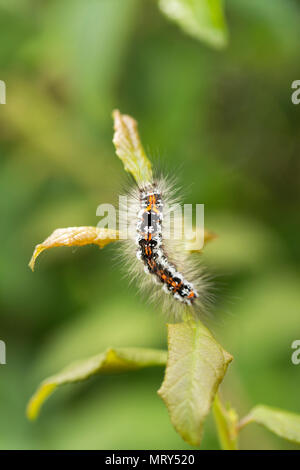 Eine Raupe des gelben Schwanz, Motten, Euproctis Imilis, in North Dorset England UK GB fotografiert. Stockfoto