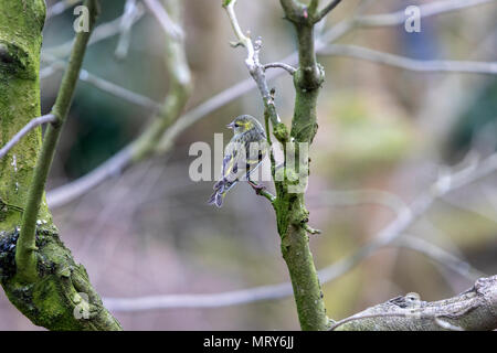 RSPB, Lake Vyrnwy, Powys, Wales, Großbritannien Stockfoto