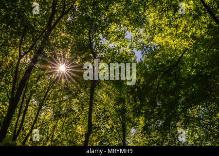 Sonnenstrahlen durch die grünen Wipfel, Velbert, Deutschland Stockfoto
