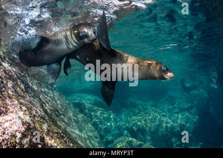 Zwei junge kalifornische Seelöwen (zalophus californianus) Schwimmen und Spielen an den Los Islotes Seelöwenkolonie in der Nähe von La Paz, Mexiko. Stockfoto