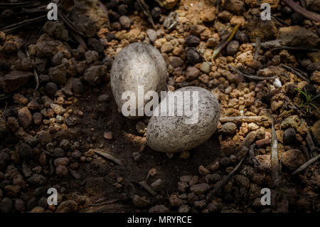 Zwei Eier einer Eurasischen Stein Curlew oder dicke Knie auf dem Boden eines Feldes. Specie Der Burhinidae vogel Familie. Stockfoto