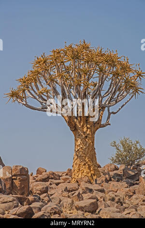 Aloidendron dichotomum, der Köcherbaum. in Nähe Namibia 7. Stockfoto