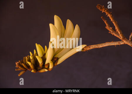 Korallenbaum (Erythrina lystemon) Blume 2 Stockfoto