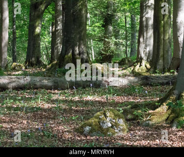 Gras Holz, Grassington, North Yorkshire Stockfoto