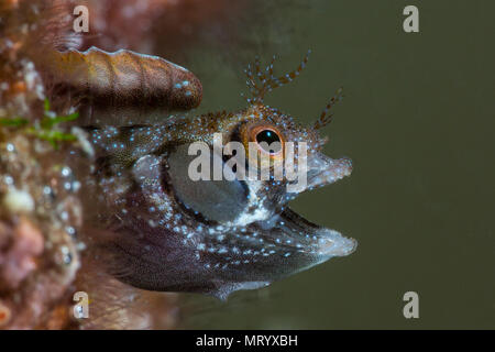 Eine browncheeck blenny (Acanthemblemaria crockeri) Kollegen aus seiner Bohrung auf ein Riff auf der Isla Espiritu Santo in der Nähe von La Paz, Mexiko. Stockfoto