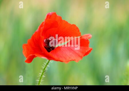 Leuchtend rote Mohnblüte, Papaver rhoeas, mit grünen Bokeh Stockfoto