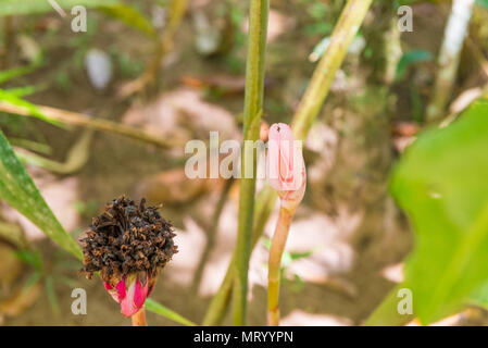 Tot und getrocknete rosa oder rote Blume in der Natur Stockfoto