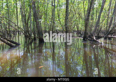 Riesigen natürlichen Mangroven mit breiten grünen Wald in der Natur Stockfoto