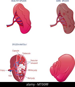 Milz milt Anatomie Symbole, Cartoon Stil Stock Vektor