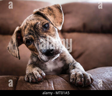 Junge mountain Cur rescue Welpe neugierig in die Kamera. Stockfoto