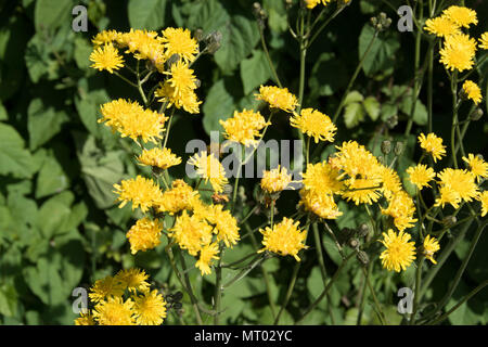 Die goldgelben Blüten von Crepis biennis, Falken-Bart, einen gemeinsamen Wildflower Stockfoto