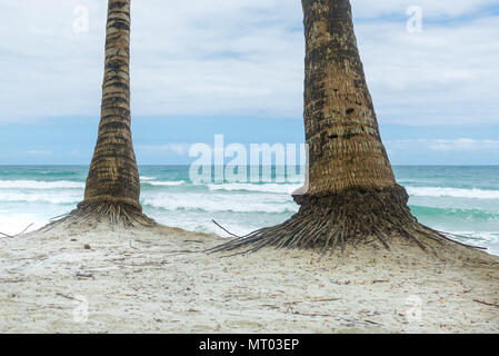 Coconut Tree trunks am Strand an einem sonnigen Tag Stockfoto