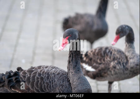 Schwarze Schwäne. Stockfoto