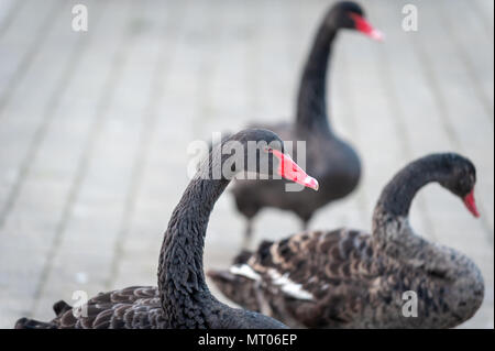 Schwarze Schwäne. Stockfoto