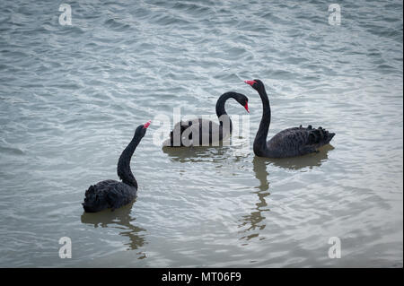 Schwarze Schwäne schwimmen auf einem Fluss. Stockfoto