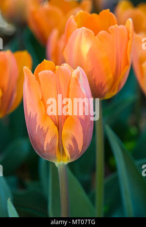 TULIPA "PRINZESSIN IRENE" Stockfoto