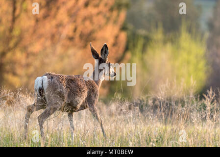 Rehe, Iwetemlaykin, Weltkulturerbe, Wallowa Valley, Oregon. Stockfoto