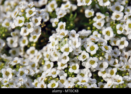 Kleine weiße lobularia Blumen glitzernden mit Morgentau Stockfoto