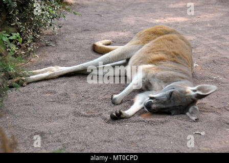 Cute Känguru auf dem Boden schlafen an einem warmen Sommertag Stockfoto