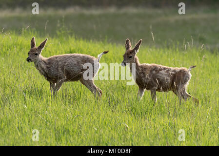 Junge Rehe, Iwetemlaykin, Weltkulturerbe, Wallowa Valley, Oregon. Stockfoto