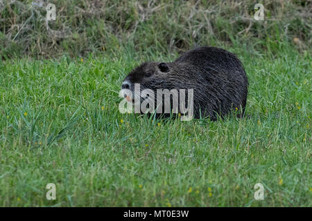 Ein nutrias, auch nutria genannt, ist eine große, Pflanzenfresser, semiaquatic Nagetier. Dargestellt in einem städtischen Kanal nahe der Küste von Slowenien. Stockfoto