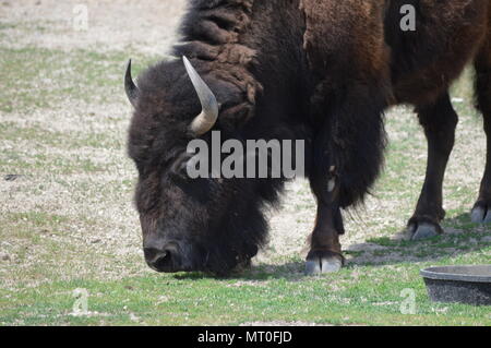 Bisons grasen im Sommer Stockfoto