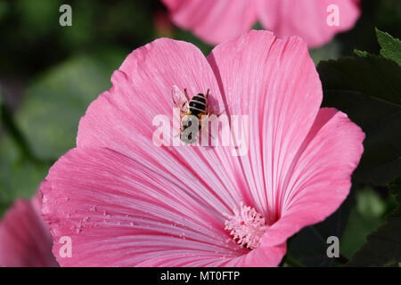 Die Biene sitzt auf einer rosa Blume lavater eine Nahaufnahme.Malva. Makro. Blume Gemüse Hintergrund horizontal. Malvaceae Familie Stockfoto