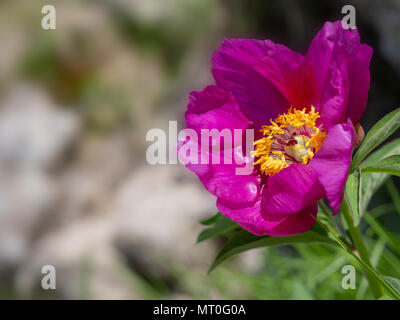 Wilde pfingstrose Pflanze wächst wild in den Apuanischen Alpen, Italien. Stockfoto