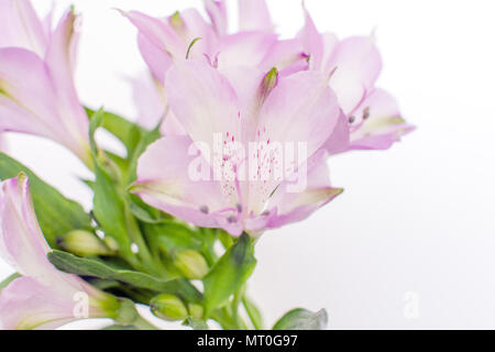 Frisches lila Alstroemeria Blumen auf weißem Hintergrund Stockfoto