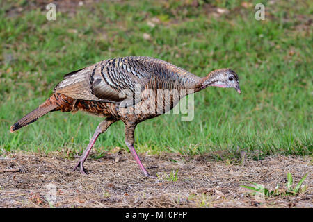 Florida wilde Türkei Stockfoto