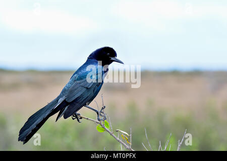 Boot-angebundene grackle Stockfoto