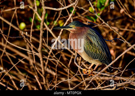 Green Heron ist Aalen im ersten Morgenlicht. Stockfoto