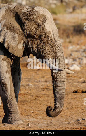 Afrikanischer Elefant, Etosha Nationalpark, Namibia, (loxodonta Africana) Stockfoto