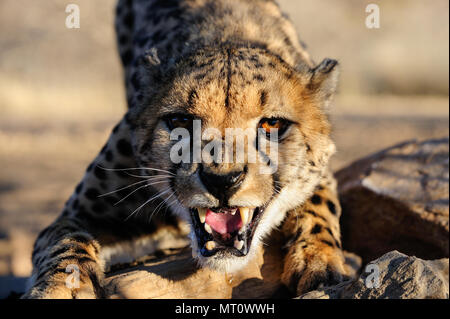 Cheetah zischen, Kopf hoch, Namibia, (Acinonyx jubatus) Stockfoto