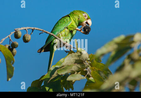 Kubanische Parakeet (Psittacara euops) Fütterung auf guacimas Baum (Guazuma ulmifolia) Bermejas, Kuba, Gefährdete, Endemische Stockfoto