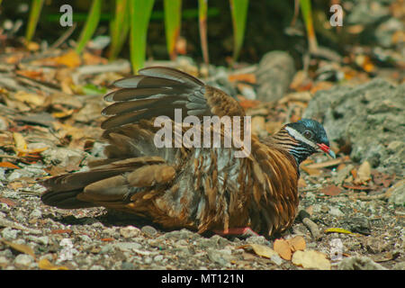 Blue-headed Wachtel - Dove (Starnoenas cyanocephala), wobei Staub Badewanne, Gefährdete, Zapata Halbinsel, Kuba Stockfoto