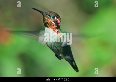 Der weltweit kleinste Vogel, Biene Kolibri (Mellisuga helenae) oder Zunzuncito. Schweben, Zapata Halbinsel, Kuba - endemische Stockfoto